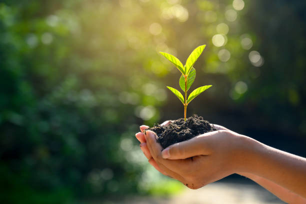 Hands holding a seedling